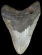 Megalodon Tooth - North Carolina #67111-1